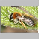 Andrena haemorrhoa - Sandbiene w04.jpg